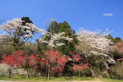 真福寺参道の桜