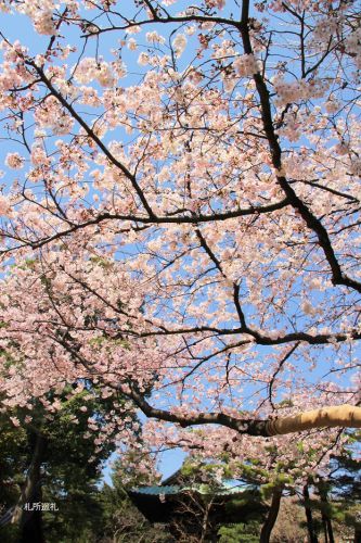 三寶寺の桜