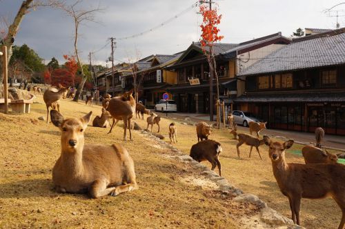 1日の予算5,000円で楽しむ「東大寺・奈良公園1日観光コース」を実際に行って見てきた