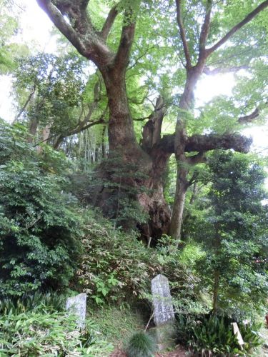 2017/6/11(日) 睦沢町諏訪神社の大樟 千葉県