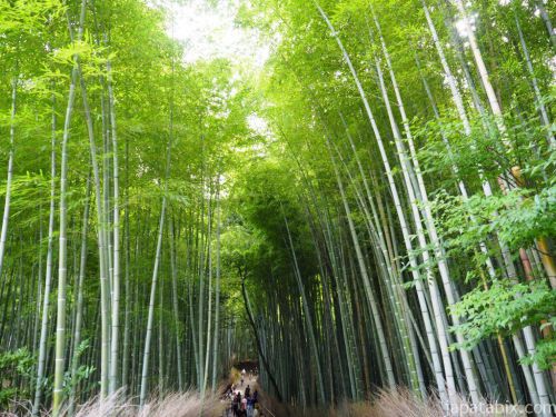 京都観光！金閣寺と嵐山 渡月橋～嵯峨野の竹林をぶらり散歩