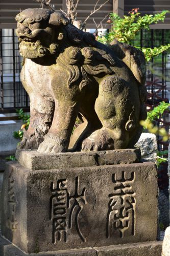高田氷川神社の狛犬達