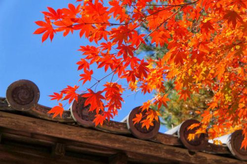 【高台寺の紅葉写真集】京都の紅葉で人気No.1のお寺に行ってきた！