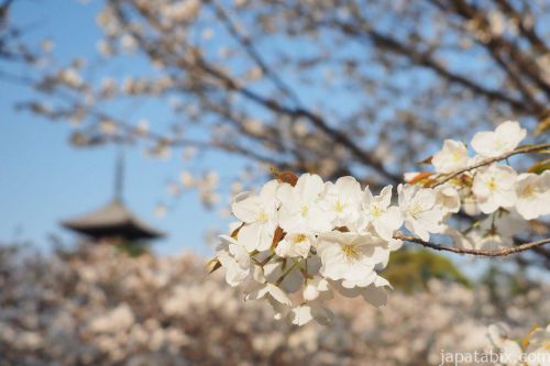 京都お花見観光！京都の遅咲き桜！仁和寺の御室桜と船岡温泉を巡る。