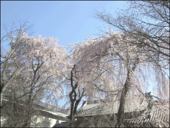 醍醐寺の桜2018の見ごろ時期は？現在の開花状況や混雑情報も