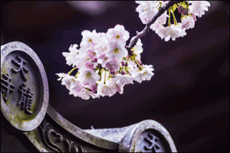 天龍寺の桜2018の見頃や現在の開花情報！多宝殿がおすすめ