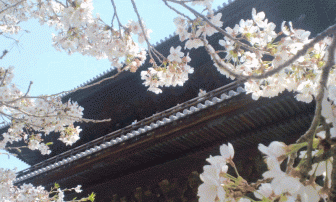 南禅寺の桜2018現在の開花状況や見ごろは？ライトアップなし