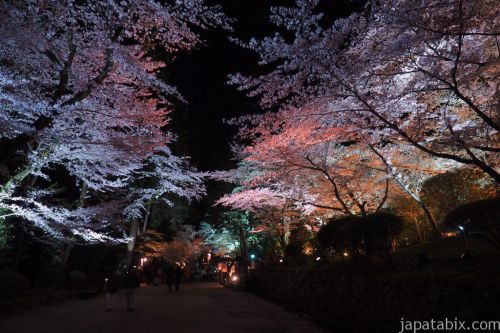 滋賀でお花見！三井寺（園城寺）の夜桜を堪能！