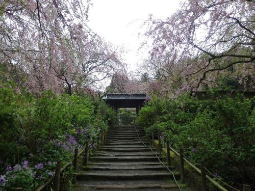 北鎌倉・明月院と浄智寺の桜