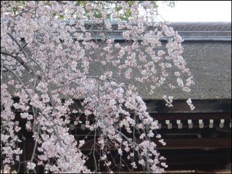 平野神社の桜2018の開花状況や見ごろ！屋台やライトアップあり