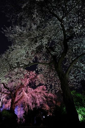妙法寺のしだれ桜と大島桜
