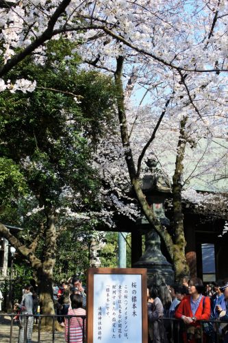 桜開花宣言から1週間の標本桜の木　　靖国神社