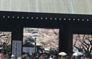 靖国神社の桜2018