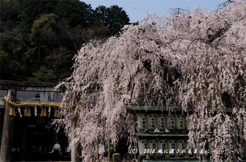 京都・大石神社　大石桜　2018年3月25日撮影