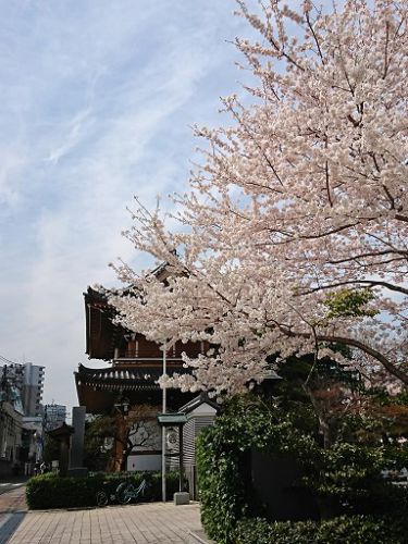 小石川　傳通院の桜