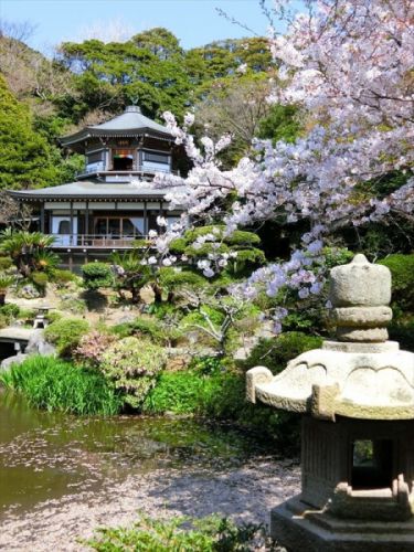 鎌倉 光明寺の観桜会（2） 大聖閣と山門公開