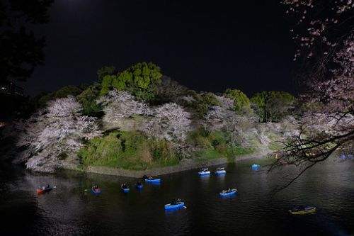 夜桜　靖国神社前から千鳥ヶ淵