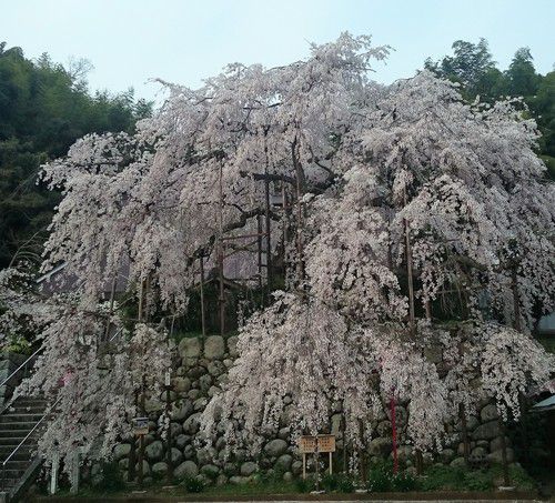 京都瑠璃寺の枝垂桜