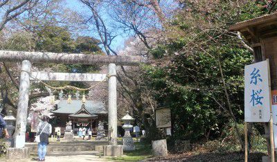櫻川磯部稲村神社（桜川市）の糸桜