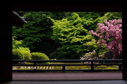京都・隨心院　春色の庭園　2018年4月22日撮影