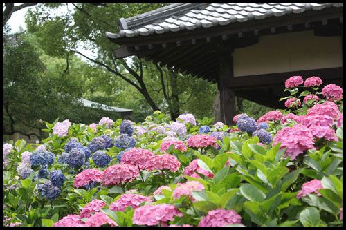 藤森神社の紫陽花祭り2018！あじさい苑の開花状況と見頃時期