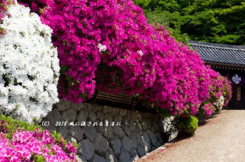 奈良・船宿寺　ツツジが咲き誇る庭園　2018年4月29日撮影