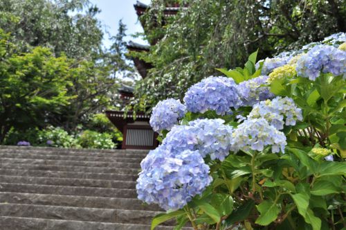 梅雨の谷間の真夏日　本土寺のあじさい風景