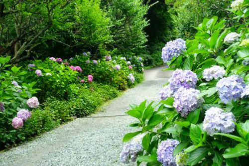 鎌倉・瑞泉寺の紫陽花（あじさい）