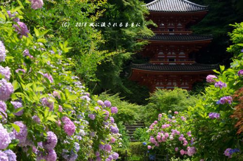 京都・ 岩船寺　三重塔の塔とアジサイ　2018年6月24日撮影
