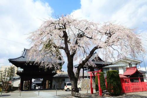 小諸・光岳寺の足柄門と桜