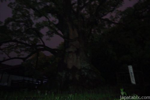 日本一の巨木 蒲生の大楠と鹿児島神宮に行ってきた感想