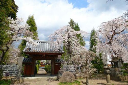 小諸・海応院の桜と潜竜の松