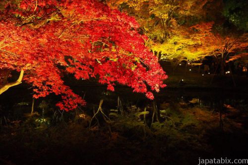 【2018 秋の京都】高台寺の紅葉情報！ライトアップやプロジェクションマッピングなど見どころ紹介！