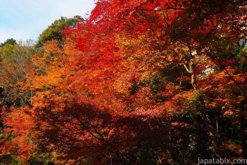 【2018 秋の京都】岩倉 実相院門跡の紅葉情報！床もみじが綺麗な時間帯はいつ？