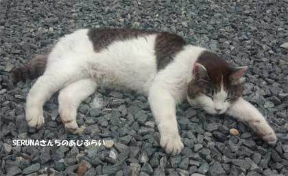 【神社猫】盛岡八幡宮にいた猫さん@岩手県