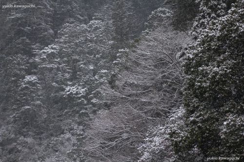 雪景色の室生寺 No.44　 　[ 奈良・大和路の名刹 探訪！ 女人高野　室生寺 （ Murouji-temple ） No.137 ]