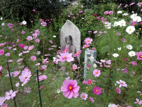 10月19日　満開を迎えた般若寺(奈良市)のコスモスの花