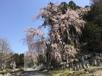 【さくら紀行】萬龍寺の周りは桜尽くし！今盛りなり！