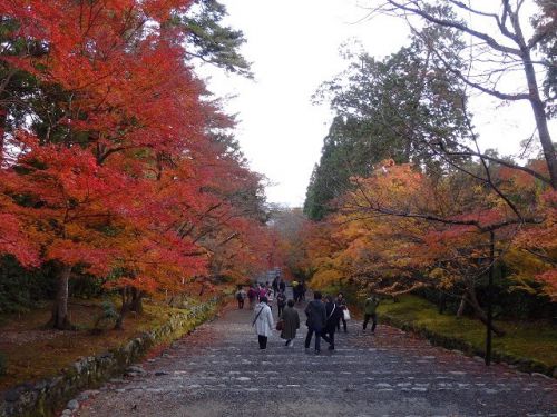 京都嵯峨野・二尊院の紅葉