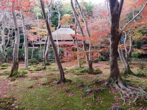 京都嵯峨野・祇王寺の苔庭と散り紅葉
