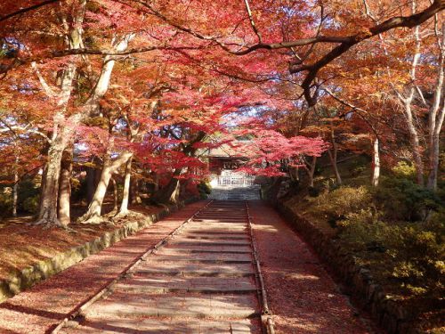 京都山科・毘沙門堂と琵琶湖疏水の紅葉