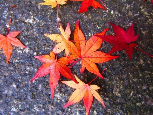 【京都】色鮮やかな紅葉が見事な「毘沙門堂」の期間限定御朱印