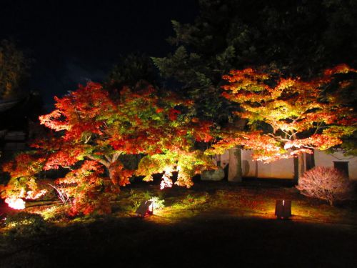【京都】紅葉ライトアップが見事♪小野小町ゆかりの「随心院」の期間限定御朱印