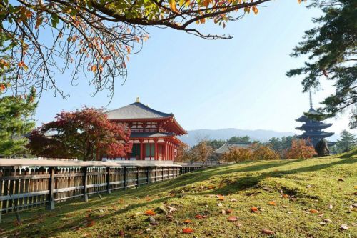 奈良興福寺五重塔と中金堂