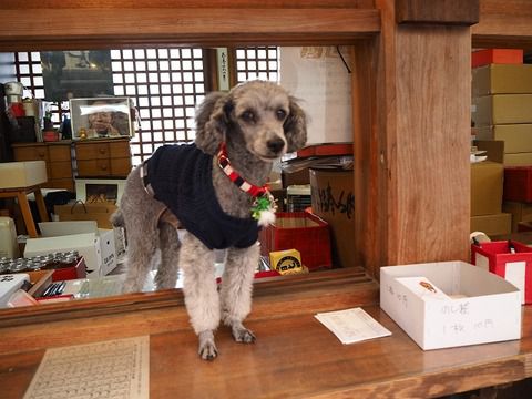 安養寺のアイドル＾＾　倉敷七福神めぐり（岡山県倉敷市）