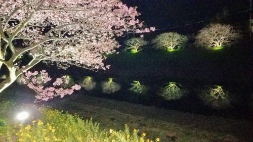 松崎町御朱印ウォークとみなみの桜ライトアップ