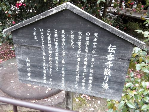 ３月12日　伝香寺(奈良市)の散り椿