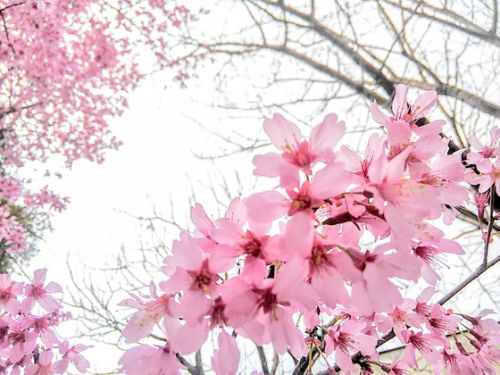 今日の桜～谷中天王寺のオカメサクラ