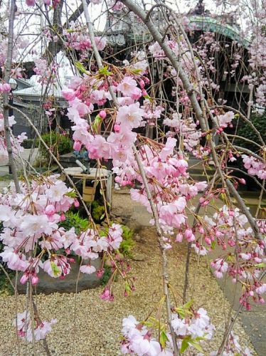 谷中天王寺の枝下桜