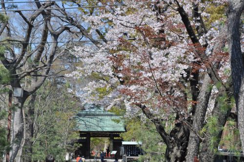 桜三昧　見頃過ぎた九品仏浄真寺境内の桜